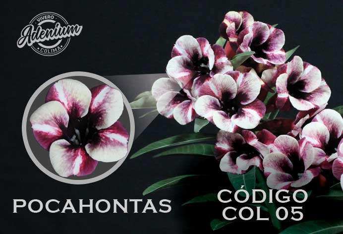 COL/05 POCAHONTAS PREMIUM 